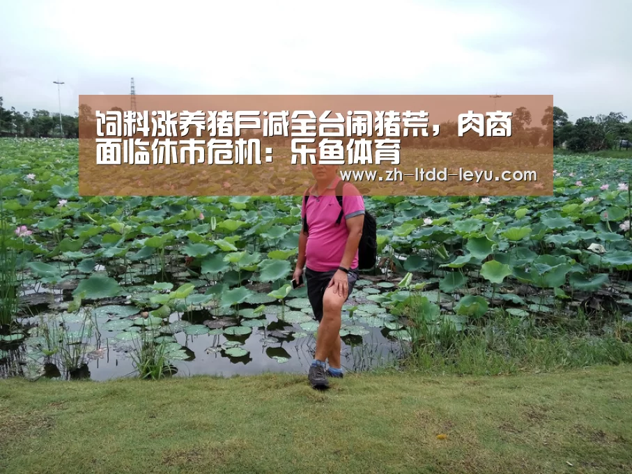 饲料涨养猪户减全台闹猪荒,肉商面临休市危机:乐鱼体育(图3) 乐鱼